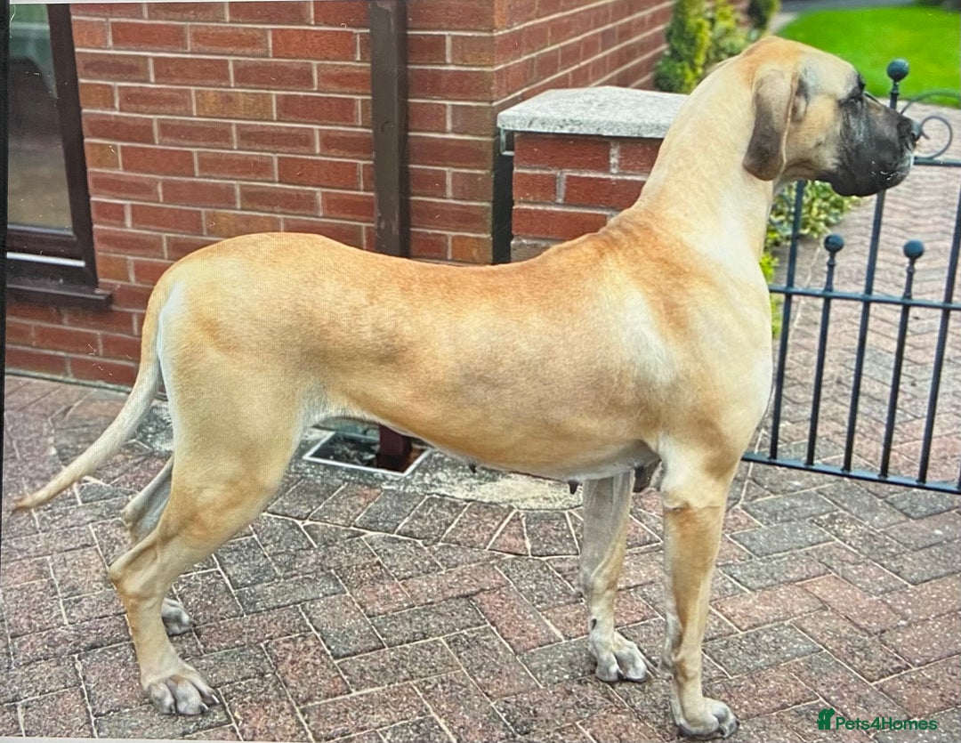 Great Dane dogs for sale: Primus Great Danes - Image 2