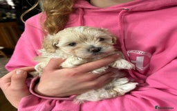 Maltipoo dogs for sale: Beautiful F1 Maltipoo female  - Image 1