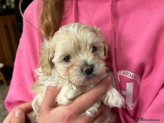 Maltipoo dogs - Advert 1