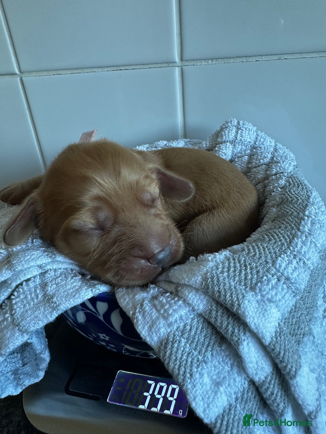 Cockapoo dogs for sale: Red & Apricot Cockapoo puppies  - Advert 18