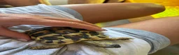 Hermann Tortoise reptiles for sale: Hermann's Tortoise 2 Years Old, Setup, Article 10 in Dinas Powys - Advert 5