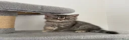 Scottish Fold cats for sale: Scotish straight/ fold  - Advert 6