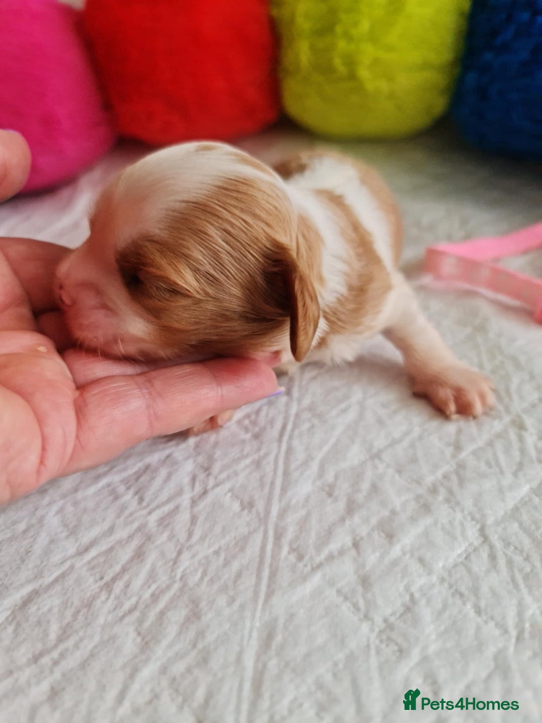 Cavapoo dogs for sale: 🥇Finest Quality Beautiful Toy Cavapoos🥇 - Image 8