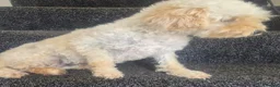 Cavapoo dogs for sale: Toy cavapoos heath checked 100 percent perfect - Advert 29