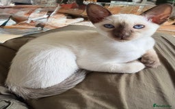 Siamese cats for sale: Siamese kittens for sale  in Sheffield - Image 17