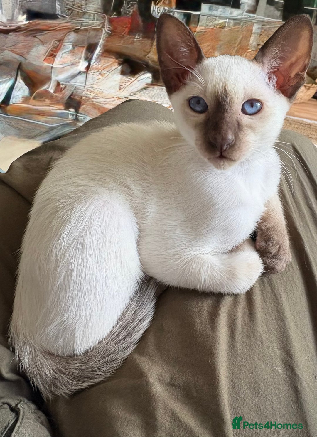 Siamese cats for sale: Siamese kittens for sale  in Sheffield - Image 17