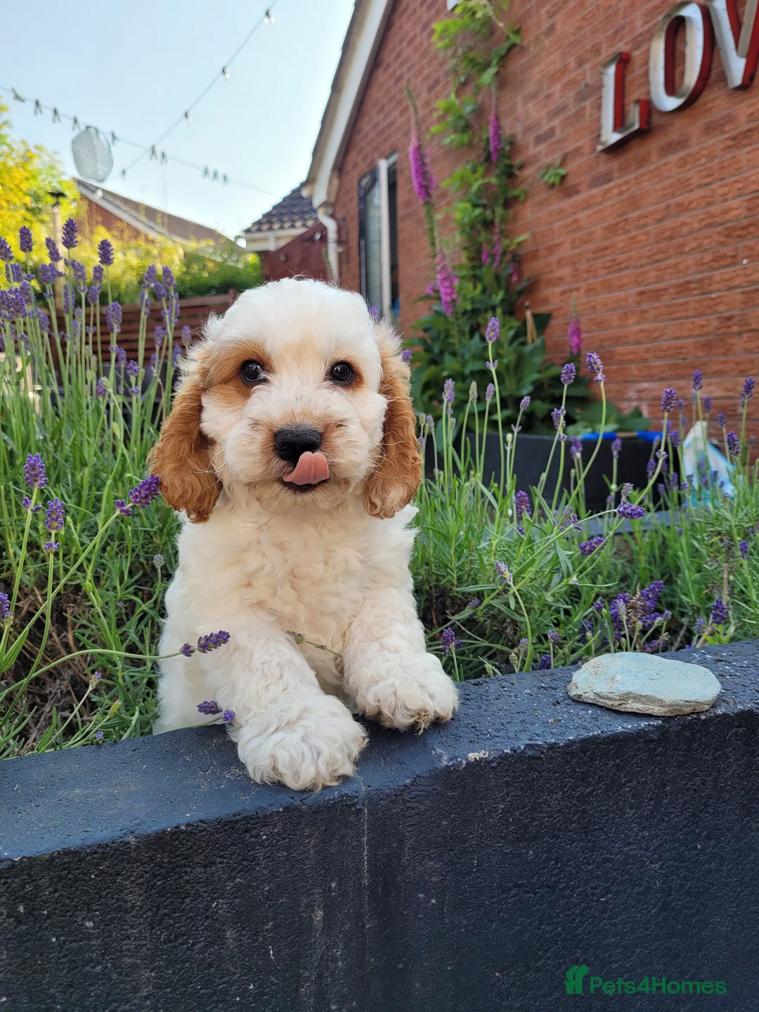 Miniature Poodle dogs for stud: Our Very handsome, charming Red Miniature Poodle  in Warrington - Advert 29