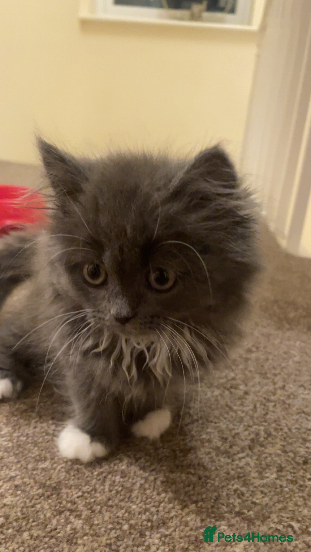 Persian cats for sale: 3 beautiful Persians for sale in Cheltenham - Image 8