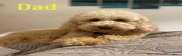 Labradoodle dogs for sale: Stunning Apricot & Cream Labradoodle Puppies 🐶 - Advert 5