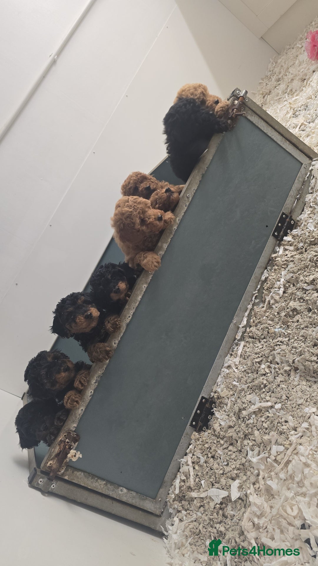 Jackapoo dogs for sale: Extra curly Jackapoos - Image 6
