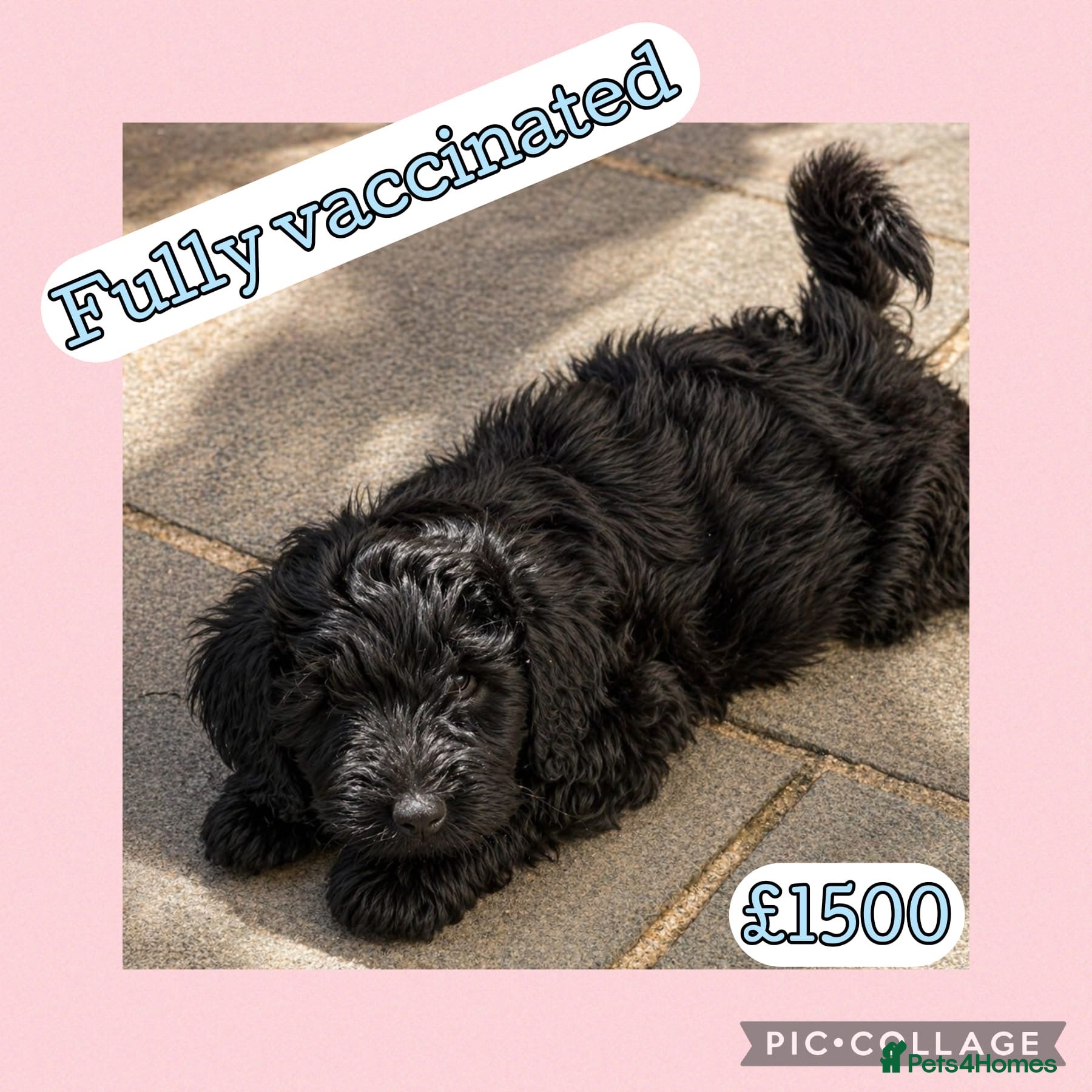 Labradoodle dogs Labradoodle puppy’s ready now  - Advert 12