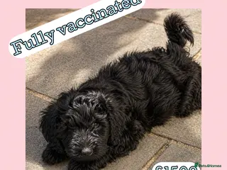 Labradoodle dogs Labradoodle puppy’s ready now - Advert 6