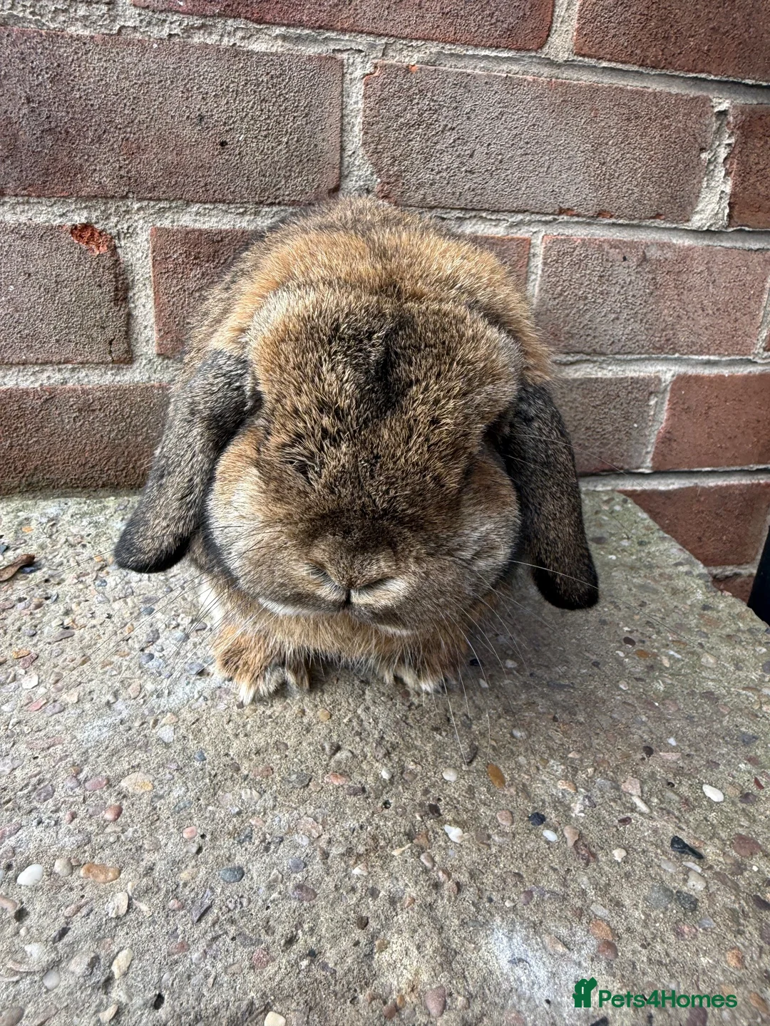 Mini Lop rabbits for sale: Top quality proven buck - Advert 2