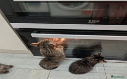 Domestic Shorthair cats for sale: Babies ready for their new homes NOW 🥰 - Image 26