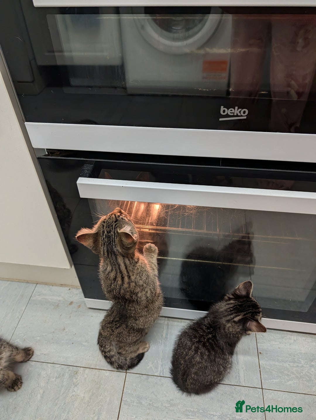 Domestic Shorthair cats for sale: Babies ready for their new homes NOW 🥰 - Image 26