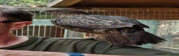 Mixed Breed birds for sale: Temminck's Tragopans Males and Females pheasant - Advert 11