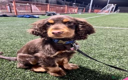 Cocker Spaniel dogs for stud: Dog Breeder - Image 4