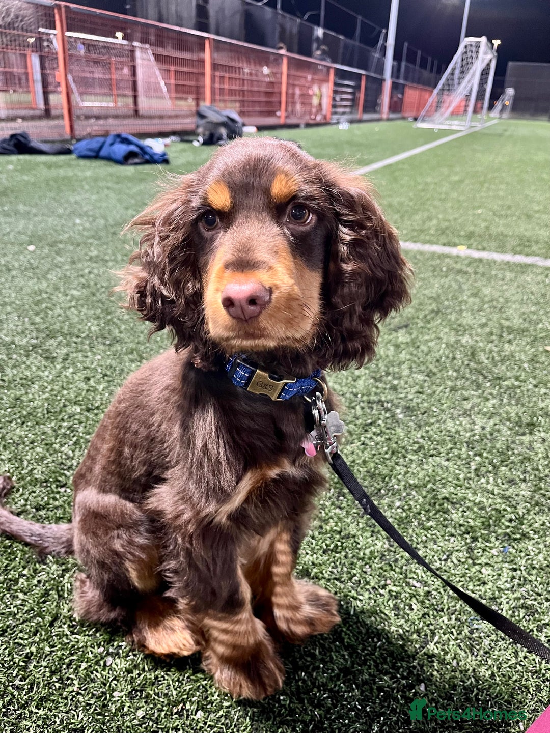 Cocker Spaniel dogs for stud: Dog Breeder - Image 4