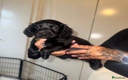 Cockapoo dogs for sale: ✨2 Cockapoo x Show Cocker Spaniel Puppies✨  - Image 6