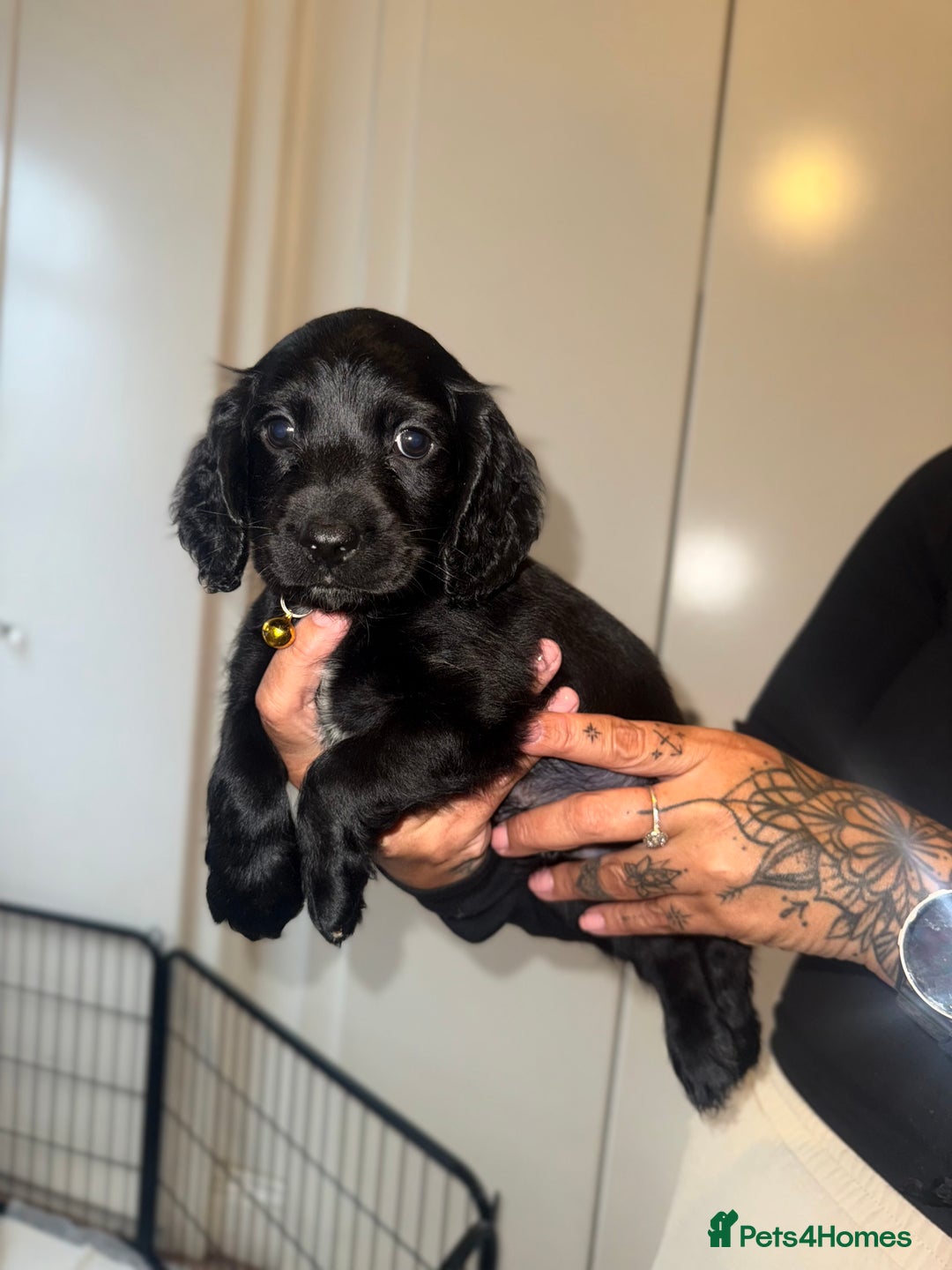 Cockapoo dogs for sale: ✨2 Cockapoo x Show Cocker Spaniel Puppies✨  - Image 6