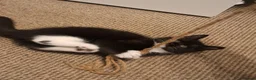 Mixed Breed cats for sale: Two little kittens looking for a home. - Advert 16
