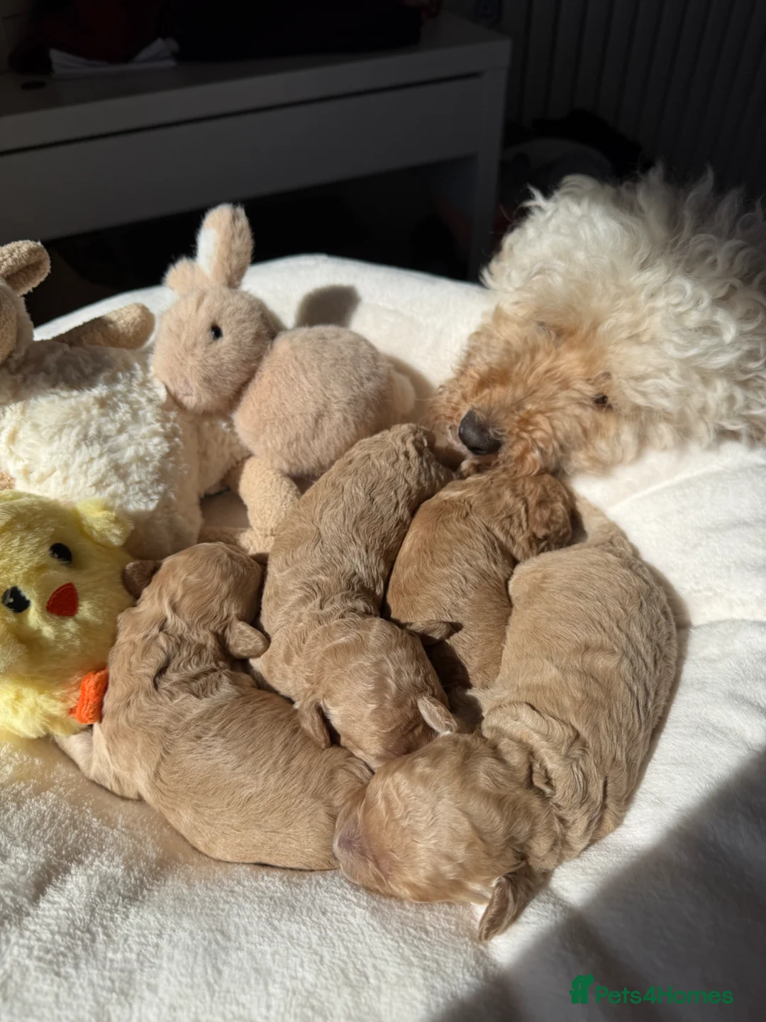 Toy Poodle dogs for sale: Beautiful Poodles - 1 Girl & 1 Boy left  - Advert 2
