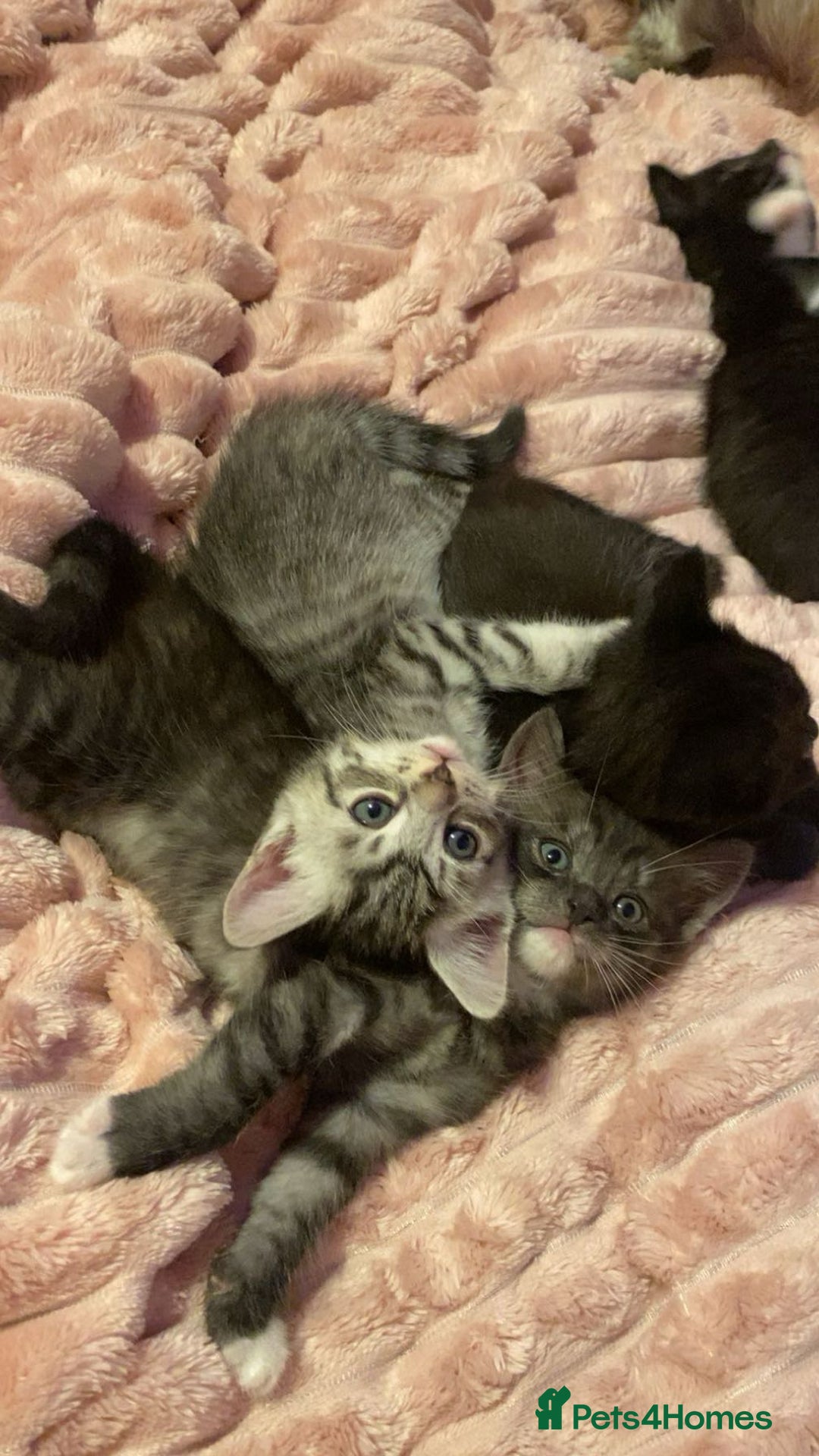 Bengal cats for sale: Bengal/Maine Coone kittens - Advert 5