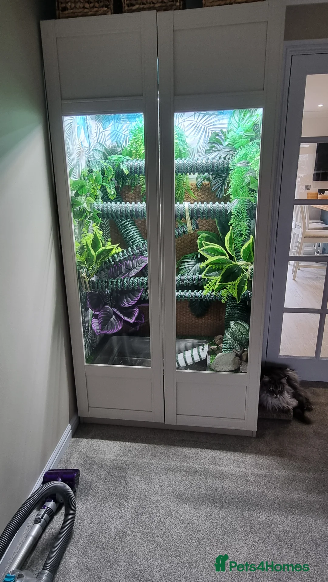 Lizard reptiles for sale: Female Chinese Water Dragon & Setup Free in Trowbridge - Advert 2