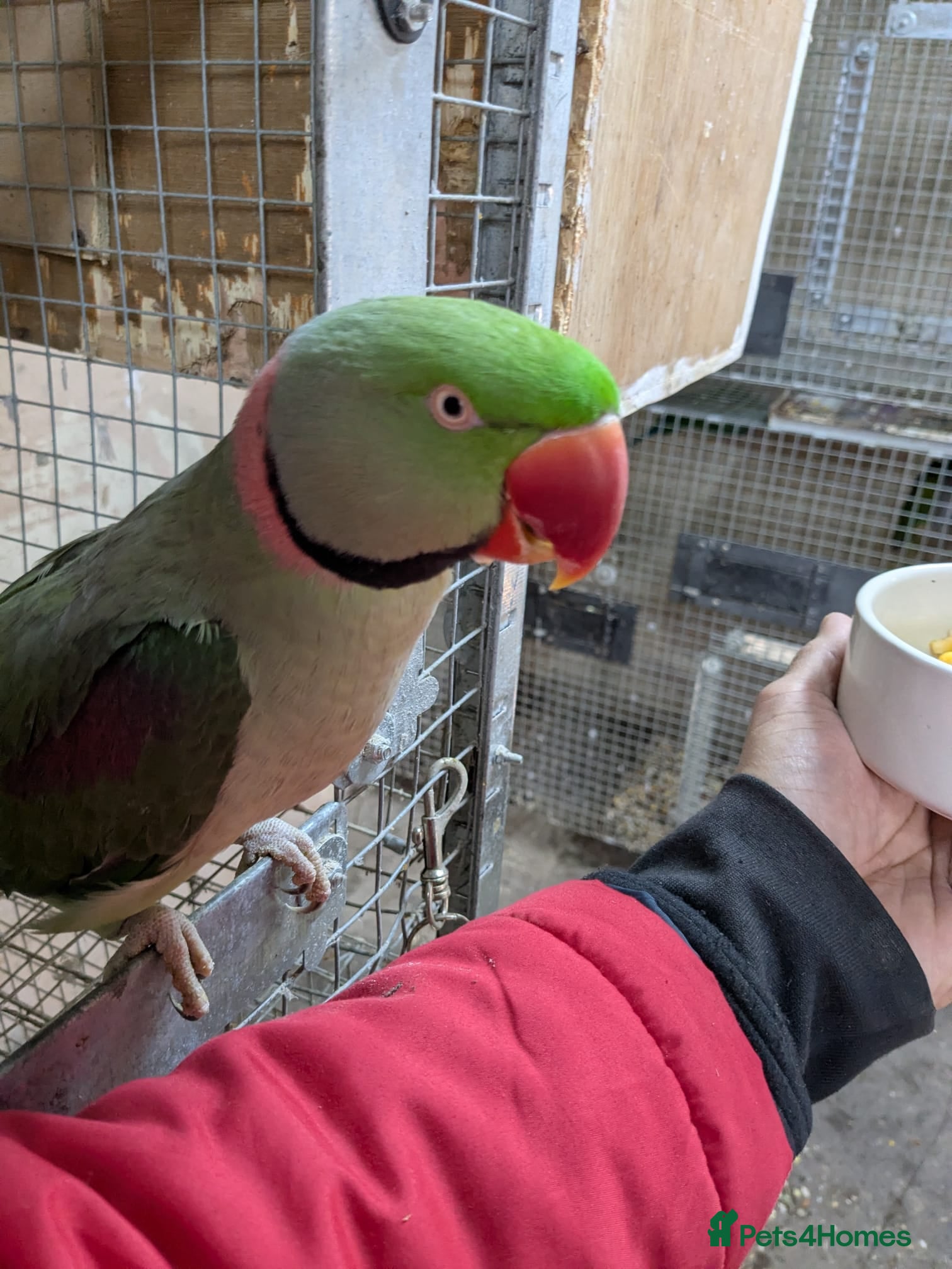 Parrots birds ALEXANDRIAN PARROT FOR SALE  - Advert 4