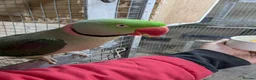 Parrots birds for sale: ALEXANDRIAN PARROT FOR SALE  in Cardiff - Advert 1