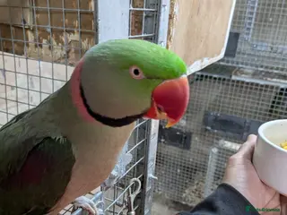 Parrots birds ALEXANDRIAN PARROT FOR SALE - Advert 4