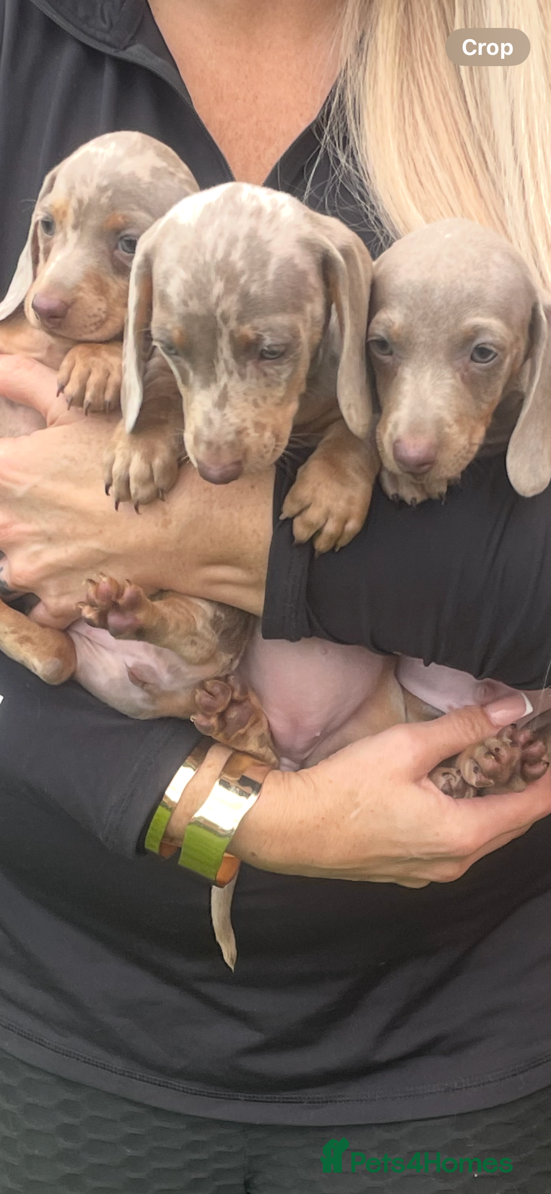 Miniature Dachshund dogs for sale: Ready now 💕 kc reg miniature dachshunds  - Image 5