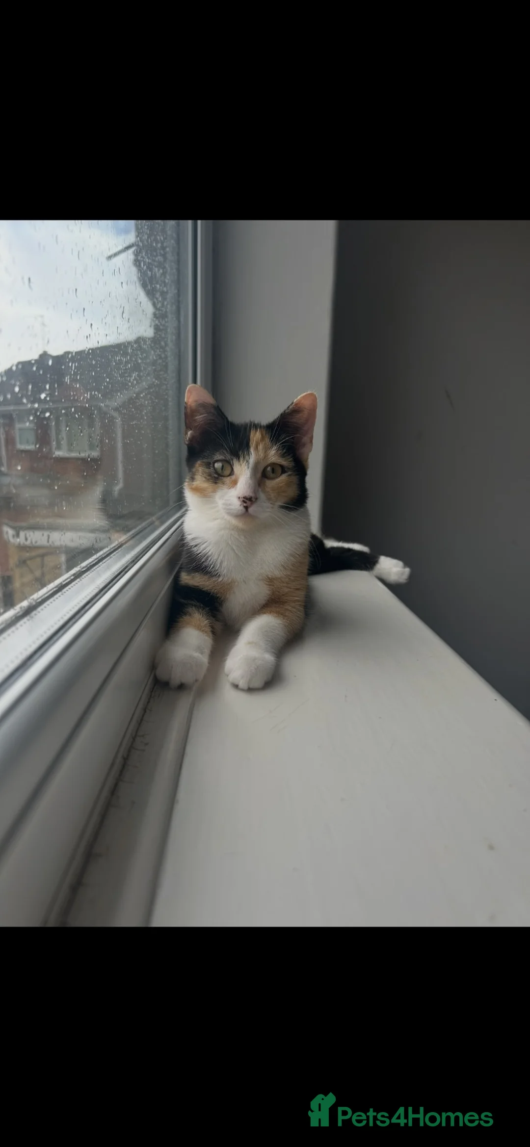 Mixed Breed cats for sale: Spayed female 7 month old  - Advert 5