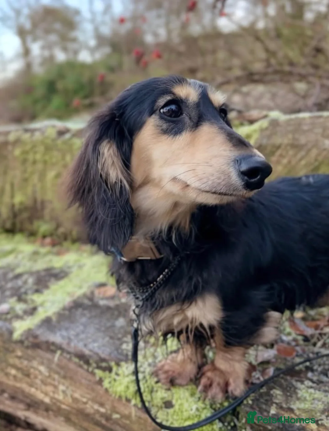 Miniature Dachshund dogs for sale: Pedigree Longhaired Miniature Dachshunds  in Johnstone - Advert 9