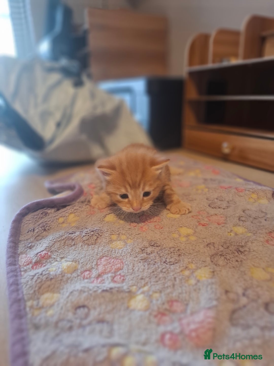 Mixed Breed cats for sale: 1 kitten left ready  2nd sept  - Image 18