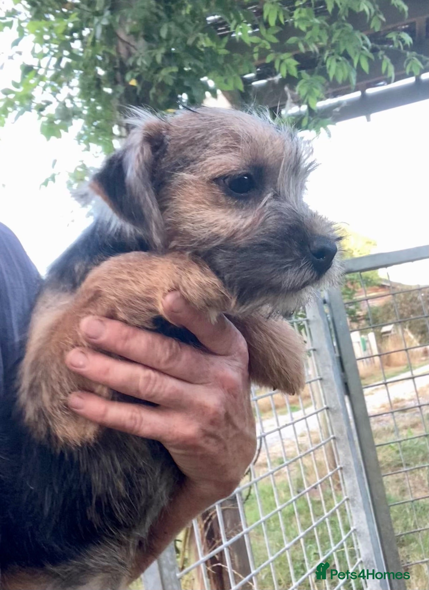 Mixed Breed dogs  Norfolk x Border Terrier pups - Advert 8