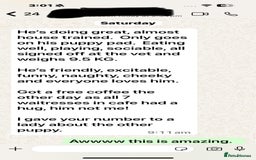 Golden Retriever dogs for sale: KC, Extensively Health tested Parents. Snow white - Image 31