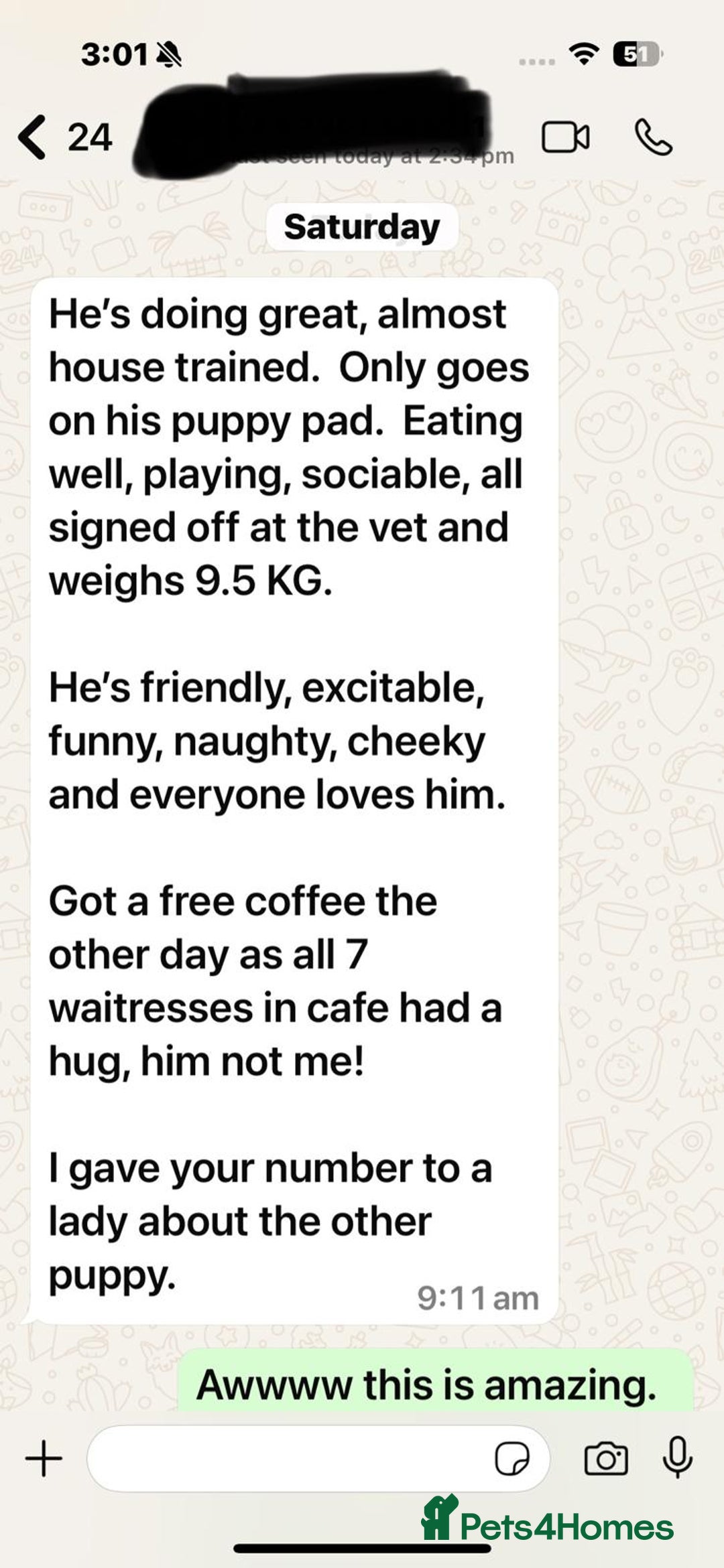 Golden Retriever dogs for sale: KC, Extensively Health tested Parents. Snow white - Image 31