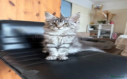 Maine Coon cats for sale: Maine Coon Kittens in Greenford - Image 27