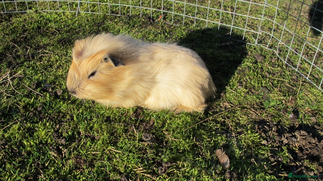 Guinea Pig rodents for sale: stunning male guinea pigs, several types & colours - Advert 2