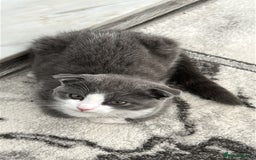 Scottish Fold cats for sale: Kittens  - Image 3