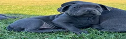 Staffordshire Bull Terrier dogs for sale: Solid pure Staffy's blue to quickly take home - Advert 7