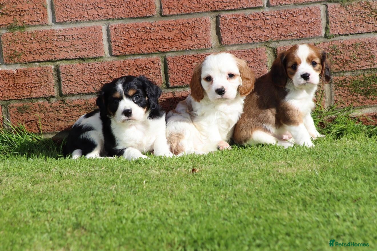 Cavachon dogs Beautiful Cavachon puppies for sale - Advert 1