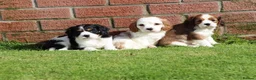 Cavachon dogs for sale: Beautiful Cavachon puppies for sale - Advert 1