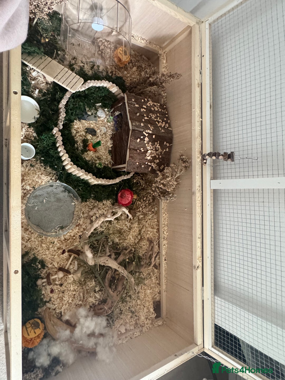 Hamster rodents for sale: Hamster FREE - Advert 4