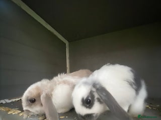 English Spot rabbits - Advert 2