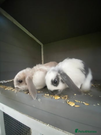 English Spot rabbits - Advert 3