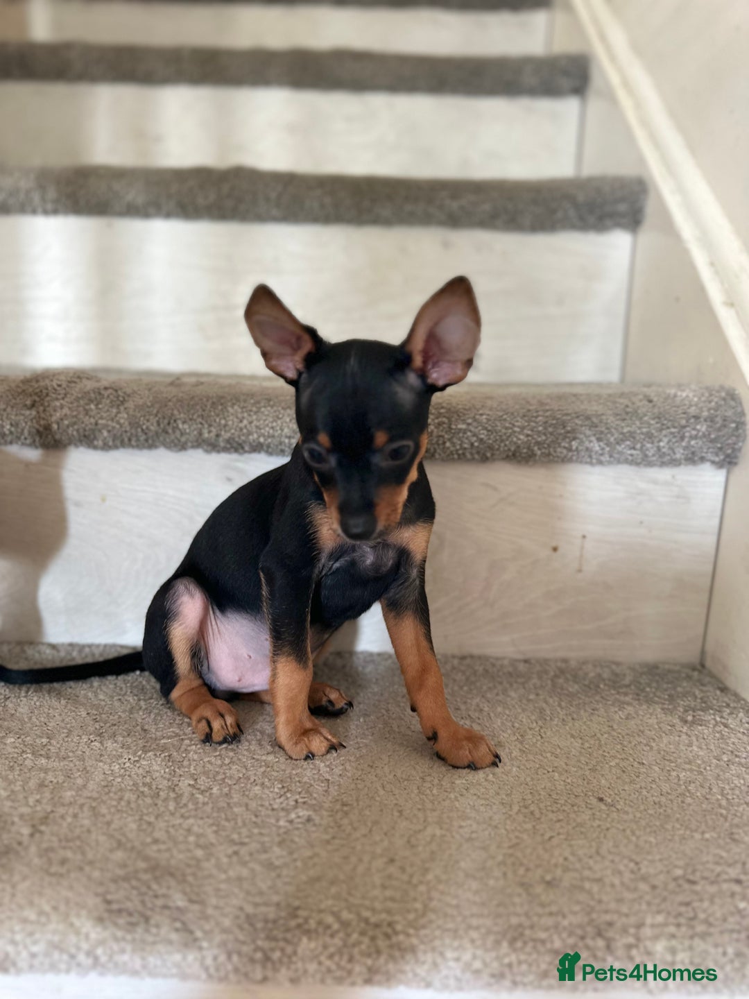 Russian Toy Terrier dogs for sale: Russian Toy terrier KC - Image 6