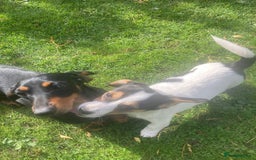 Mixed Breed dogs for sale: Daxijack boy - Image 5