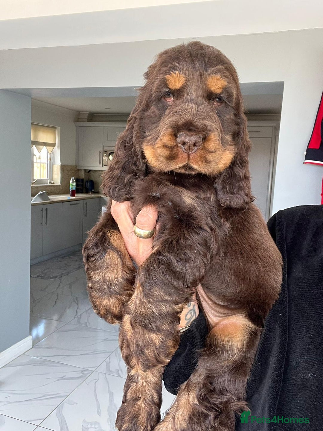 Cocker Spaniel dogs for stud: SHOW COCKER SPANIEL 🐕 health tested stud  in Brentwood - Advert 25